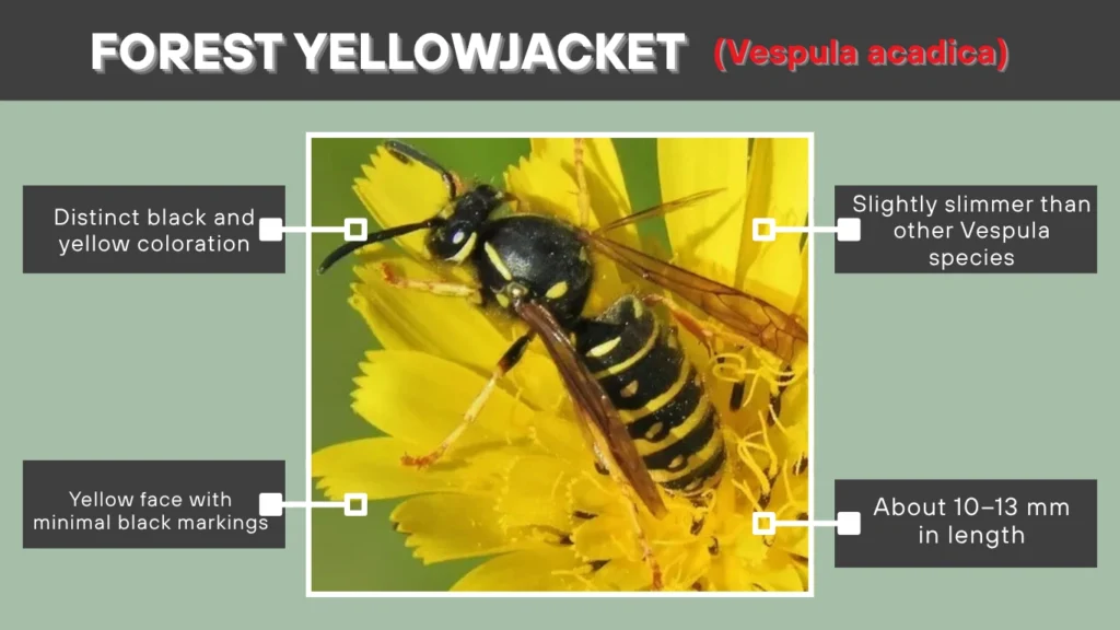 Forest Yellowjacket (Vespula acadica)