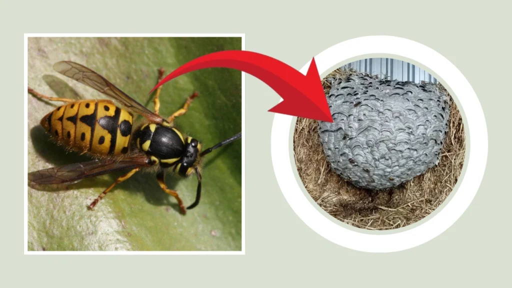 German Wasp Nest