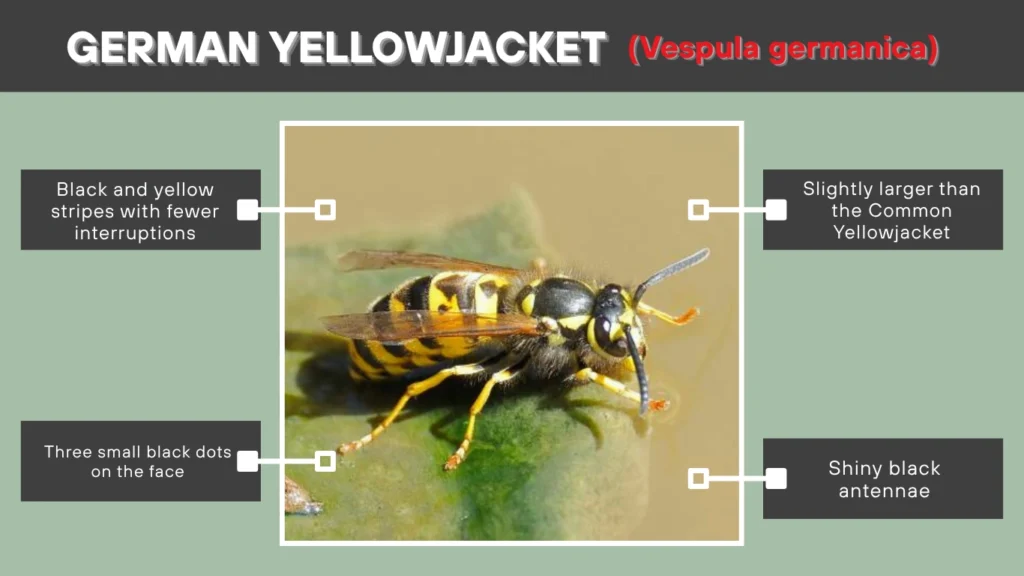 German Yellowjacket (Vespula germanica)