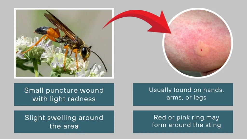 Great Golden Digger Wasp Sting