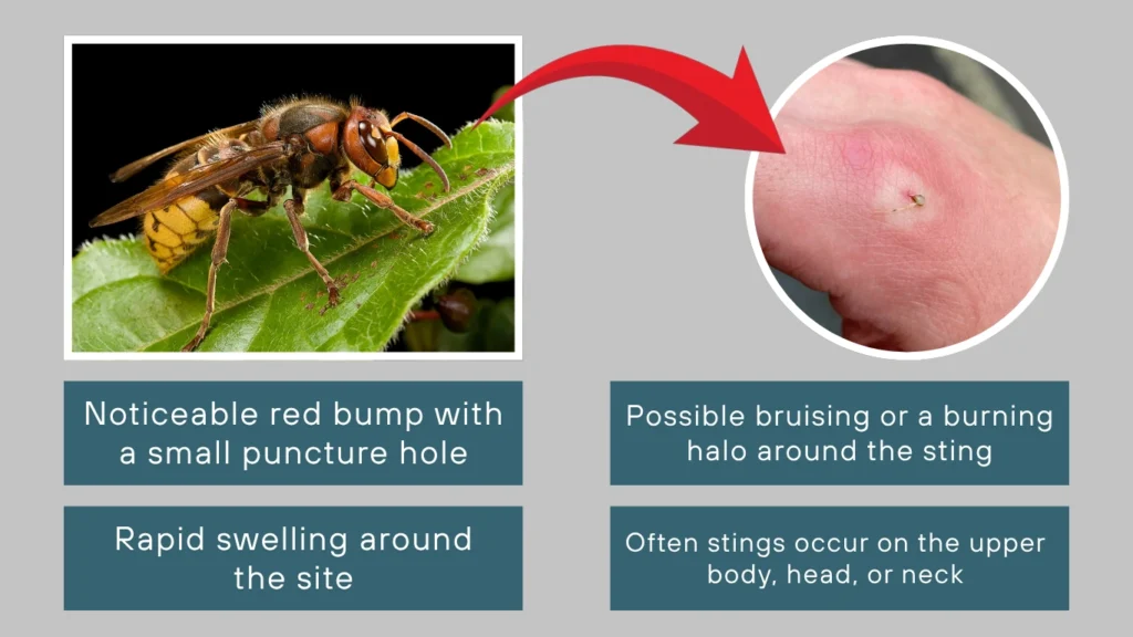 Hornet Sting (European Hornet)