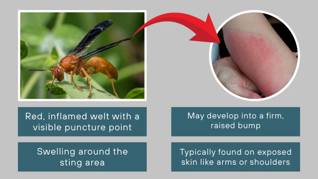 Red Paper Wasp Sting