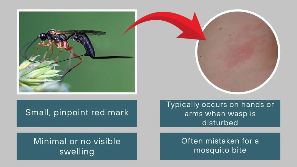 Ichneumon Wasp Sting
