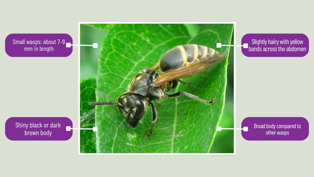Mexican Honey Wasp