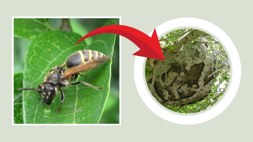 Mexican Honey Wasp Nest