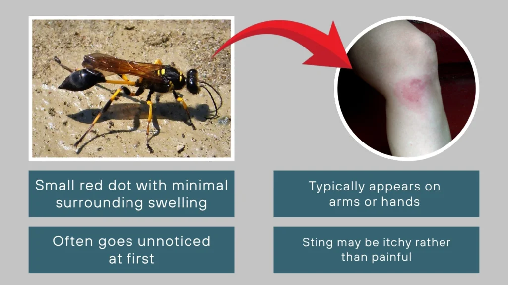 Mud Dauber Wasp Sting