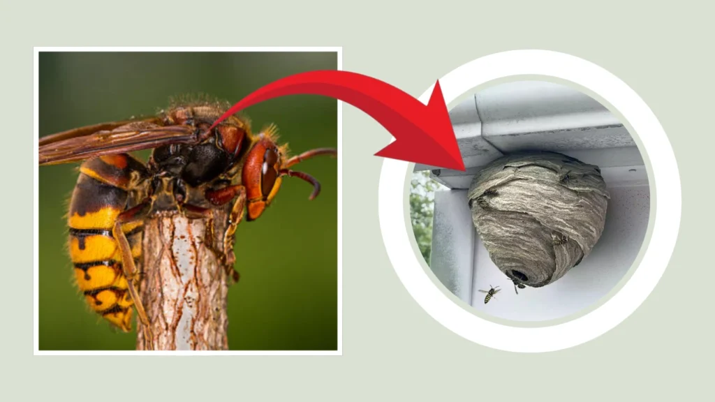 Hornets Nest
