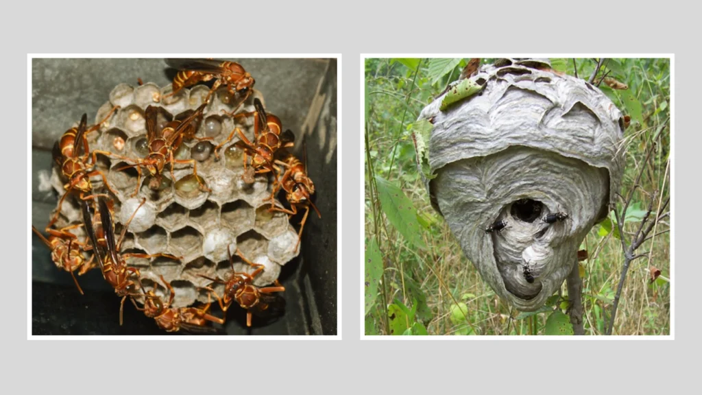 Nest Appearance and Structure