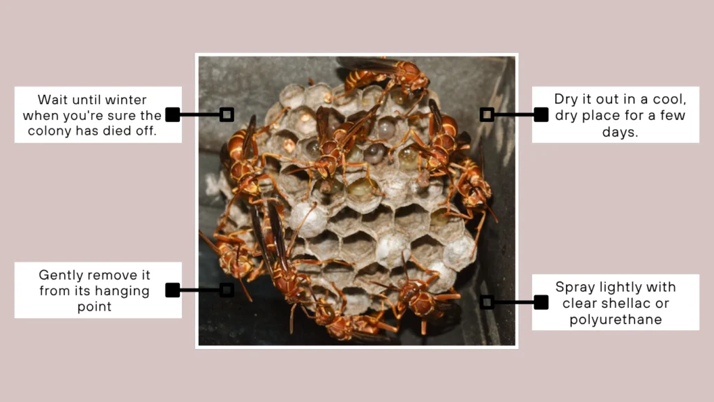 Nest Preservation and Collection