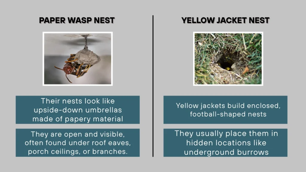 Paper Wasp vs Yellow Jacket Nest Type and Location