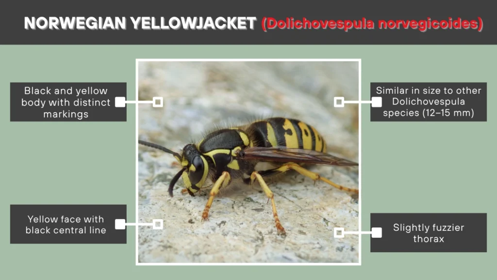 Norwegian Yellowjacket (Dolichovespula norvegicoides)