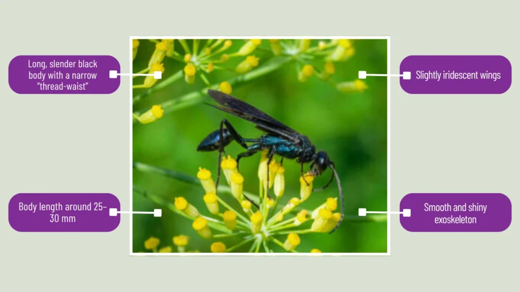 Organ Pipe Mud Dauber