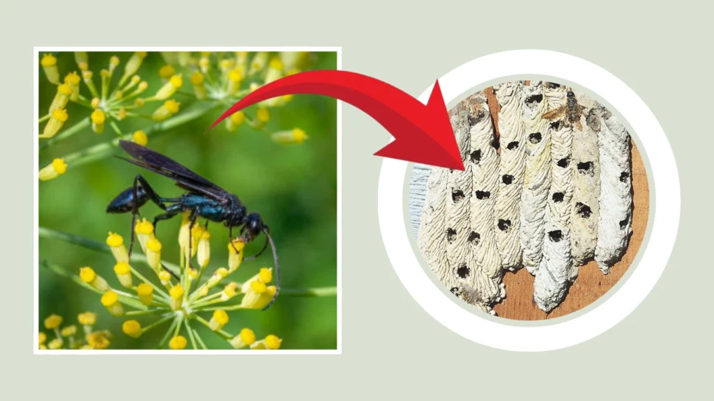 Organ Pipe Mud Dauber Nest