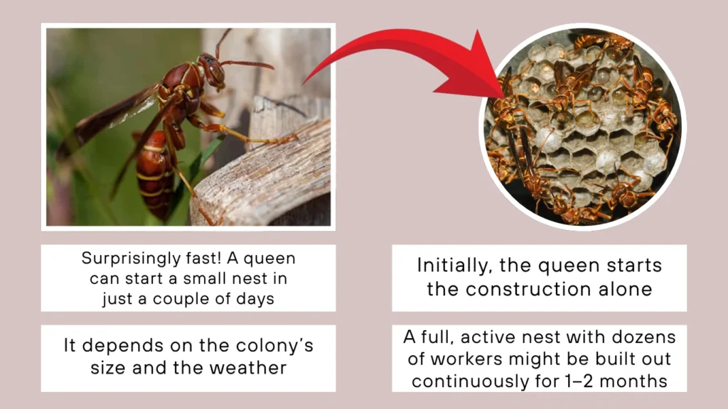 Paper Wasp Nest Construction Behavior
