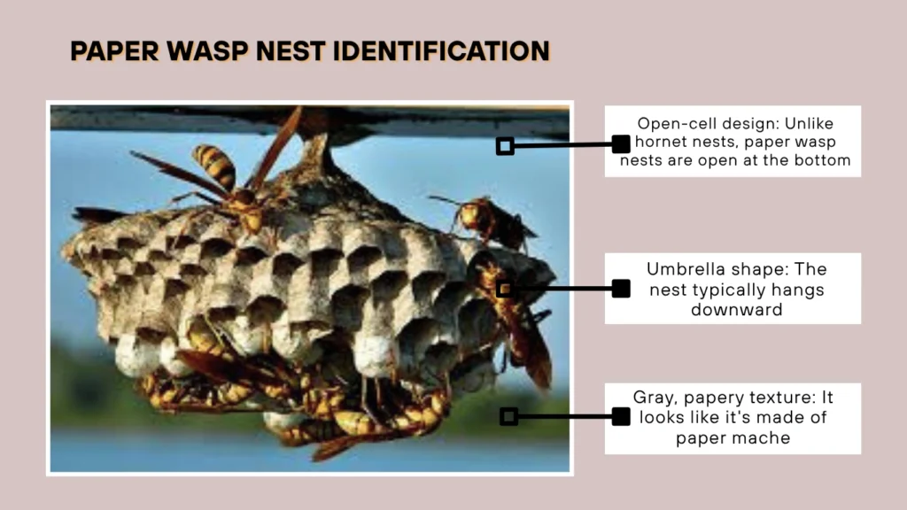 Paper Wasp Nest Identification