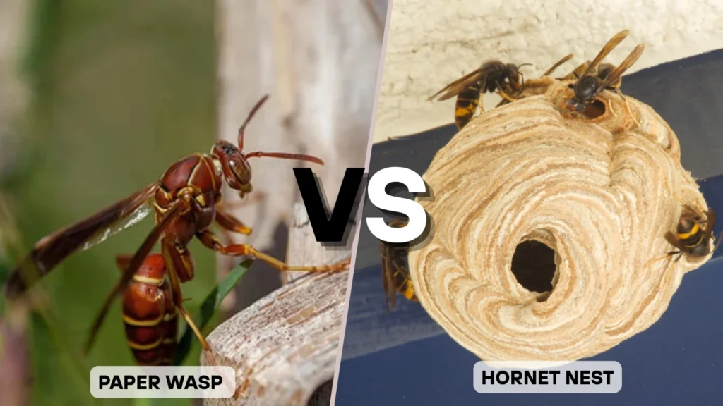 Paper Wasp Nest vs Hornet Nest