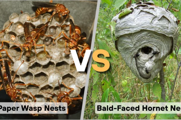 Paper Wasp Nest vs. Bald-Faced Hornet Nest Key Differences