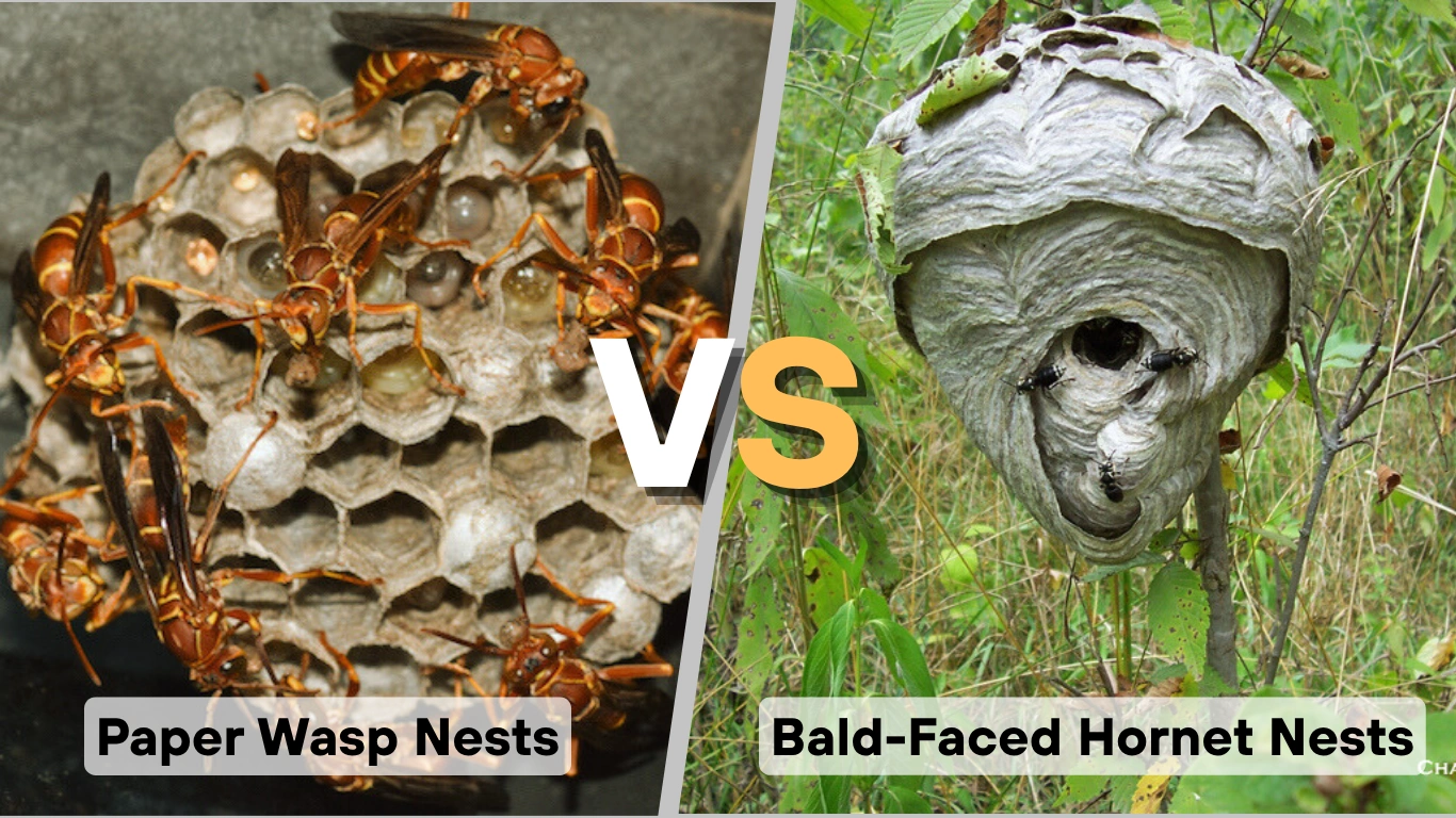 Paper Wasp Nest vs. Bald-Faced Hornet Nest Key Differences