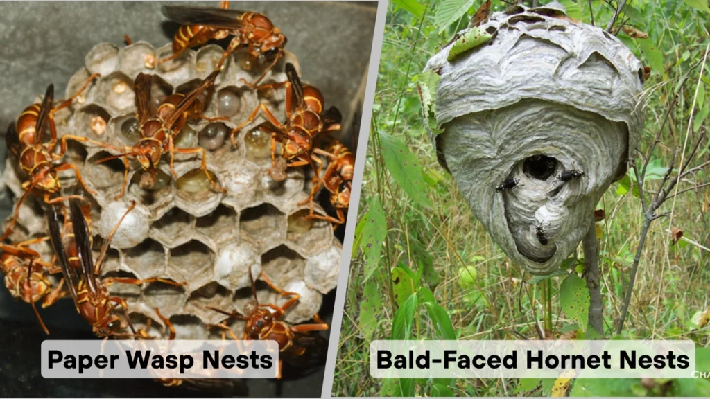 Paper Wasp Nests and Bald-Faced Hornet Nests