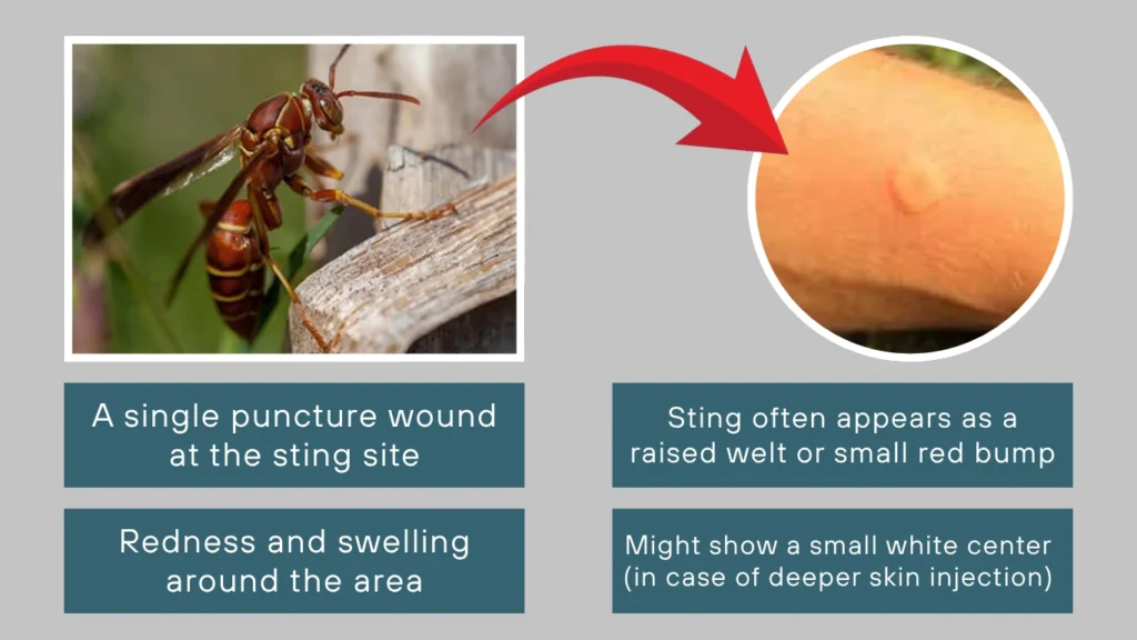Paper Wasp Sting