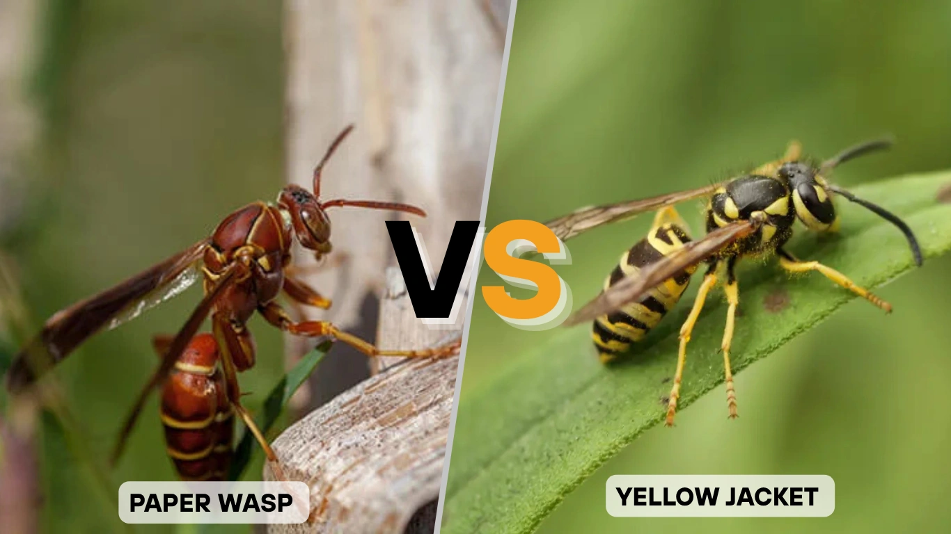 Paper Wasp vs Yellow Jacket 7 Key Differences Between Them