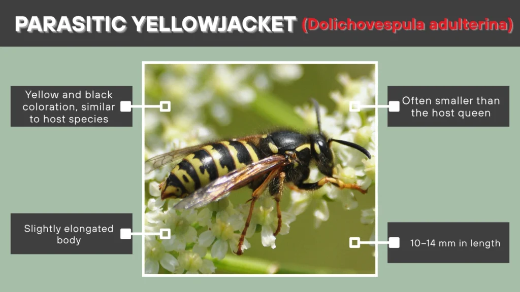 Parasitic Yellowjacket (Dolichovespula adulterina)
