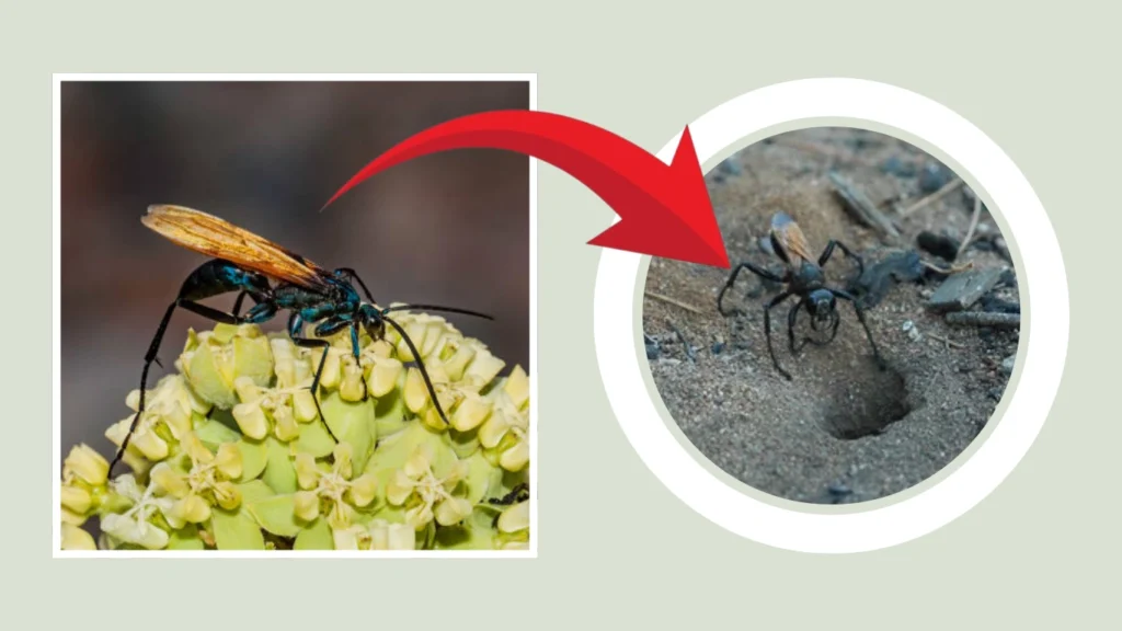 Pepsis Nest