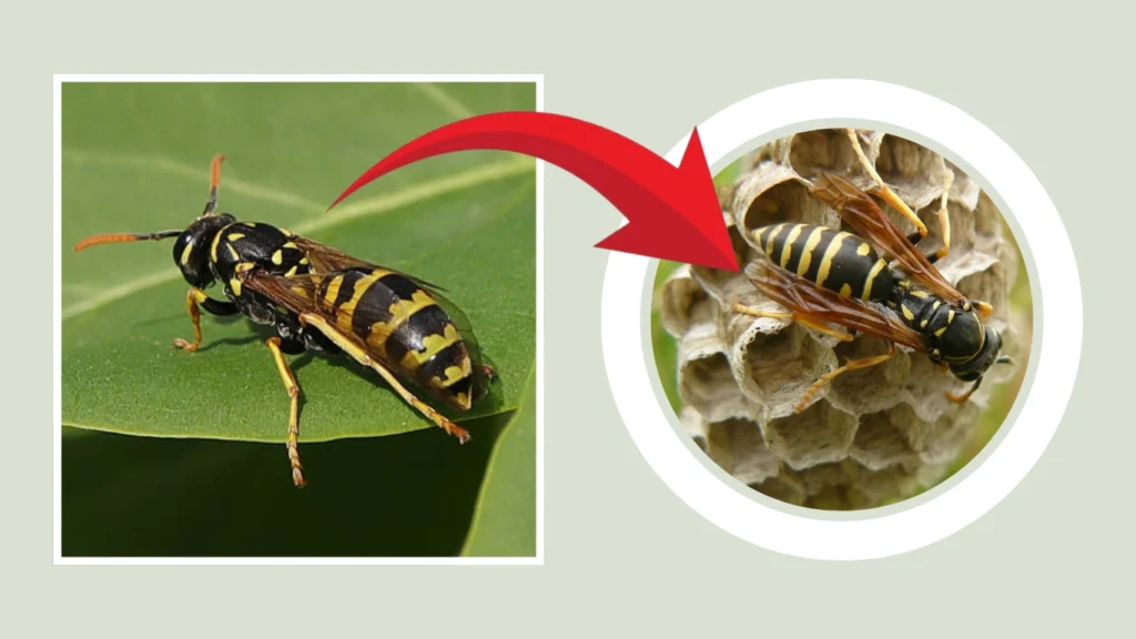 Polistes Nest