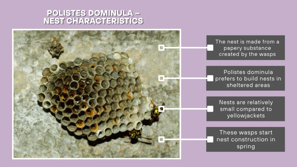 Polistes dominula – Nest Characteristics