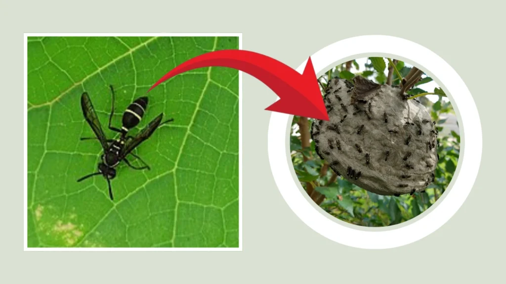 Polybia Nest