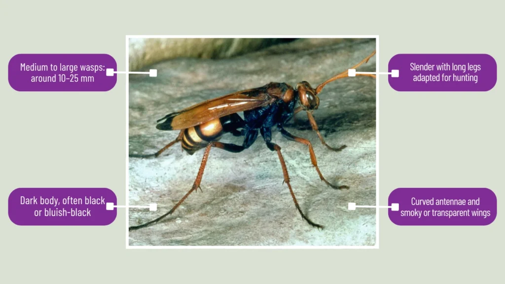 Pompilus