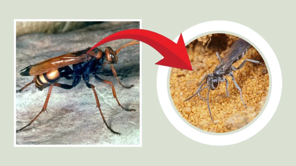 Pompilus Nest