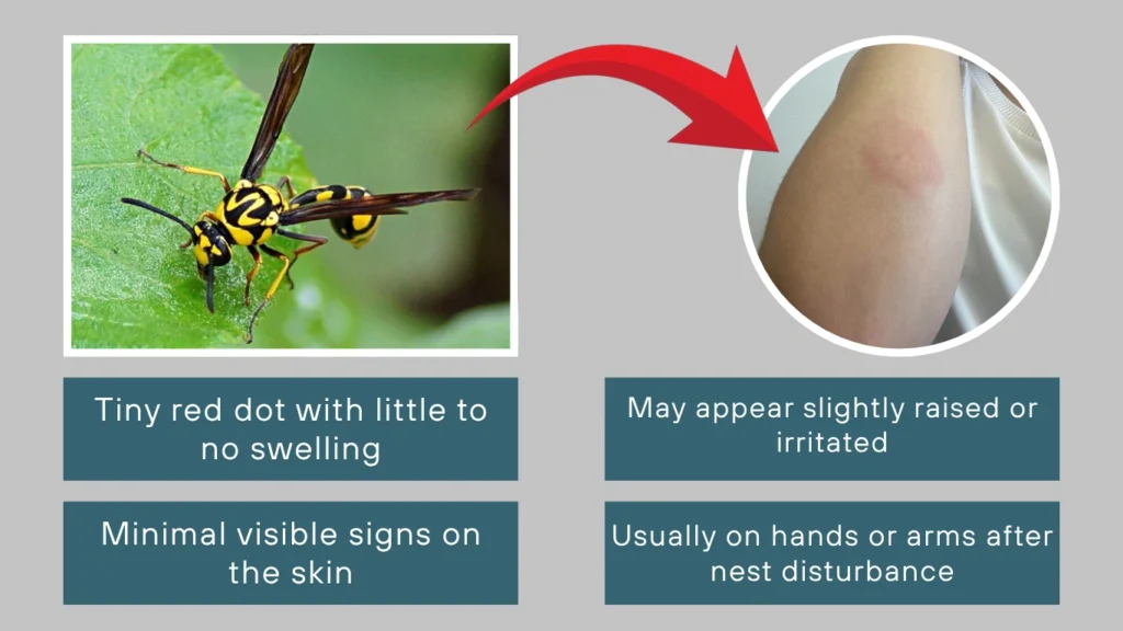Potter Wasp Sting