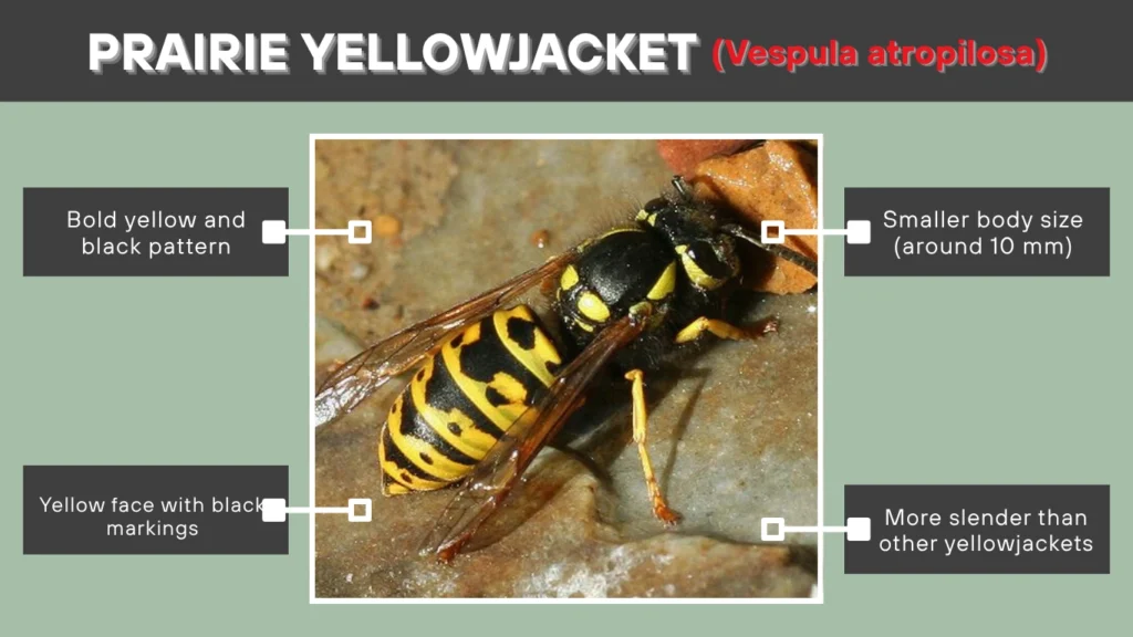 Prairie Yellowjacket (Vespula atropilosa)