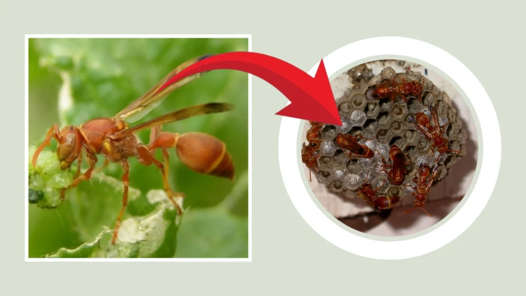 Ropalidia marginata Nest