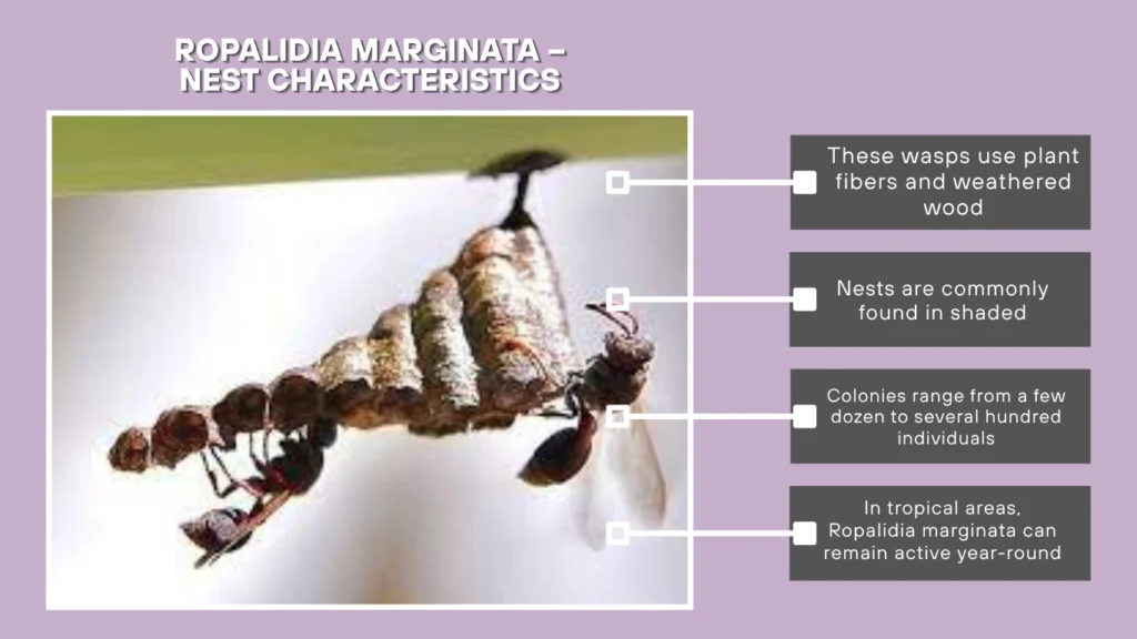Ropalidia marginata – Nest Characteristics