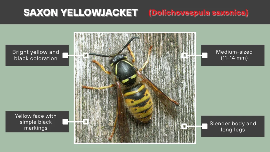 Saxon Yellowjacket (Dolichovespula saxonica)