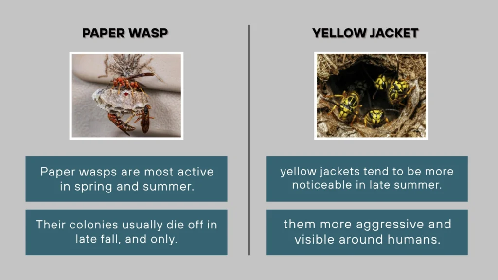 Paper Wasp vs Yellow Jacket Seasonal Activity and Lifespan