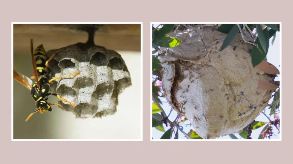 Small and Large Nest Types