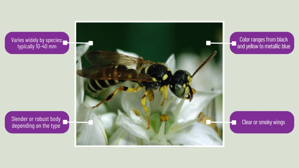 Solitary Wasp