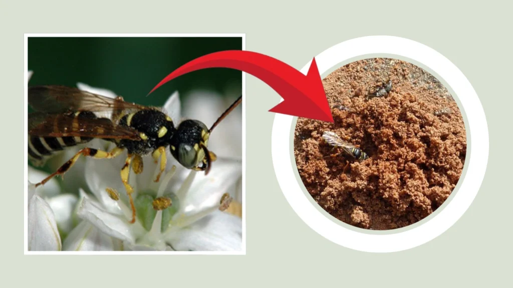 Solitary Wasp Nest
