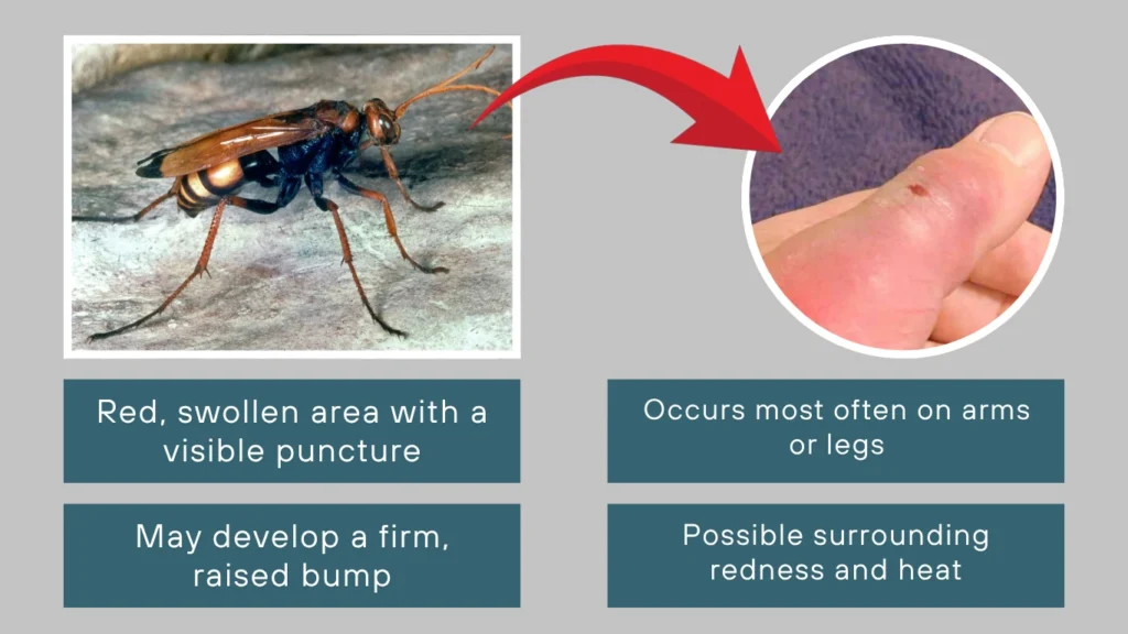 Spider Wasp Sting