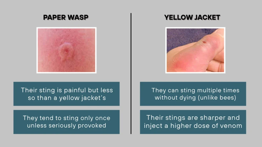Paper Wasp vs Yellow Jacket Sting Pain and Frequency