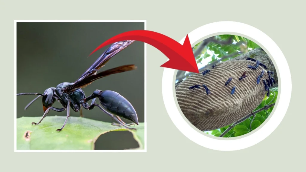 Synoeca Nest
