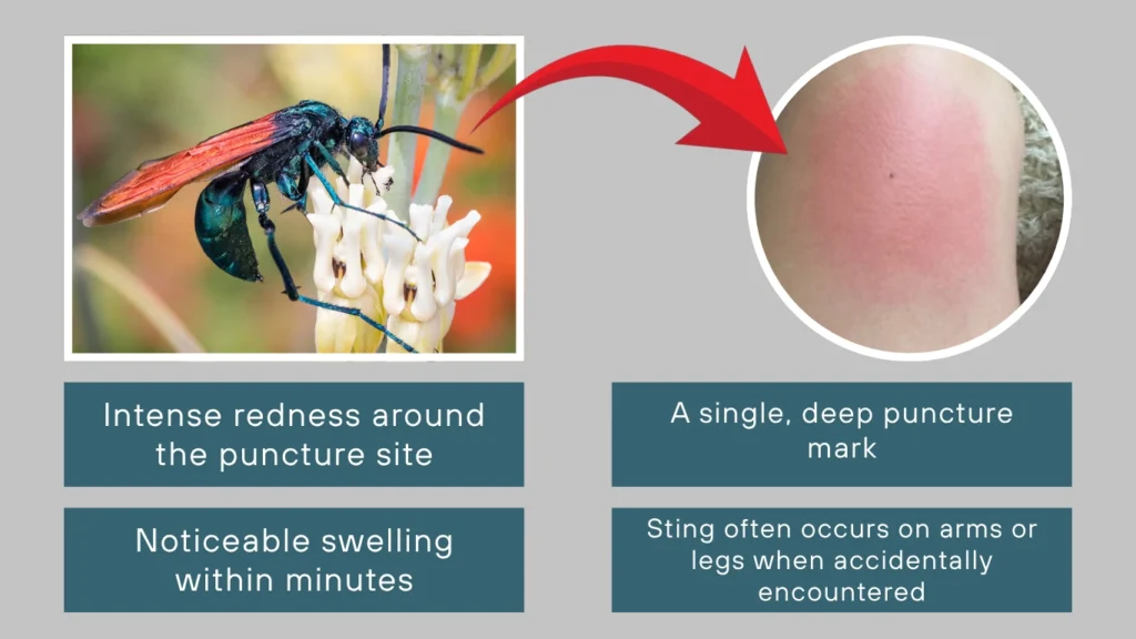 Tarantula Hawk Wasp Sting