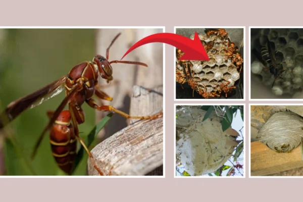 Types of Paper Wasp Nest Identification, Removal, Pictures