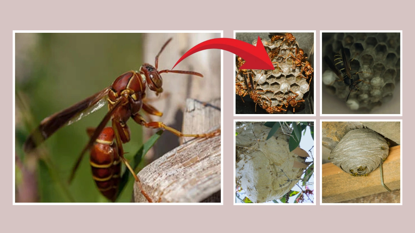 Types of Paper Wasp Nest Identification, Removal, Pictures