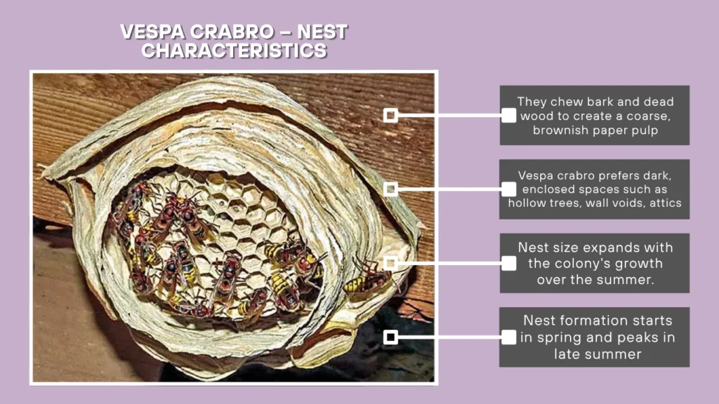 Vespa crabro – Nest Characteristics