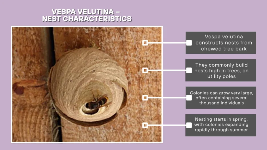 Vespa velutina –
Nest Characteristics