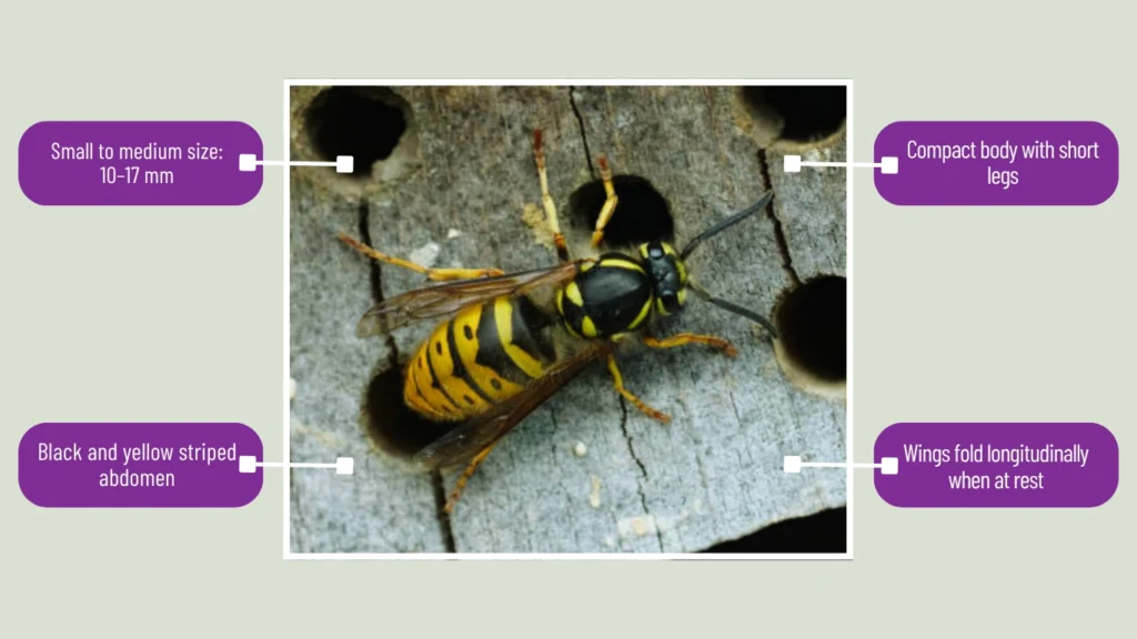Vespula
